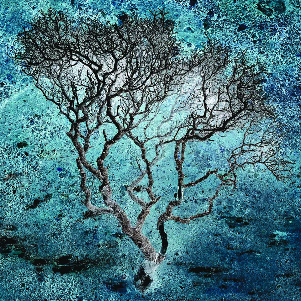 Suzanne Schnurrenberger